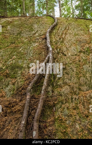 Hoh River Trail zum Blue Glacier, Olympic National Park, Washington State, USA Stockfoto
