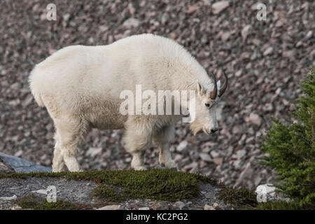 Bergziege, Oreamnos americanus, Fütterung entlang der Moräne hoch über blaue Gletscher aus den Olymp, entlang der Hoh River Trail in Oly Stockfoto