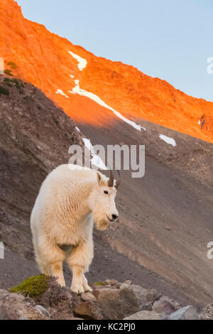 Bergziege, Oreamnos americanus, bei Sonnenuntergang entlang der Moräne hoch über blaue Gletscher aus den Olymp, entlang der Hoh River Trail in O Stockfoto