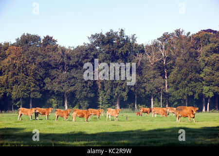 Herde von Limousin Kühe in der Nähe von Forest om Utrechtse Heuvelrug in der Nähe von Doorn in Holland Stockfoto