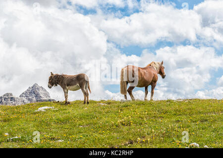 Pferd und Esel grasen auf den Rasen in der Nähe von Lavaredo Zuflucht, Venetien, Dolomiten, Italien, Europa. Stockfoto