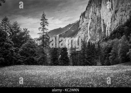 Monochrome Aussicht auf Frühling Wald mit Pinien, Wasserfälle, Berge und Himmel mit Wolken, Schweiz. Landschaft Feld mit Löwenzahn in der für Stockfoto