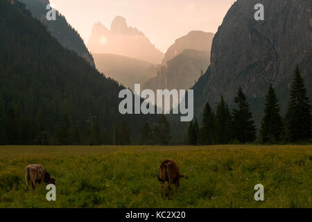 Kühe grasen in der Morgendämmerung, im Hintergrund die Drei Zinnen. Stockfoto