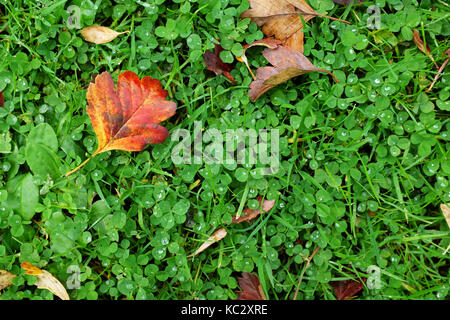 Red hawthorn Blatt auf dem Hintergrund des grünen Klee Blätter und Gras, nass mit Regentropfen Stockfoto