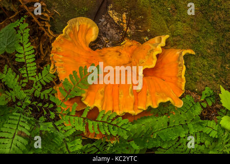 Schwefel Regal, aka Chicken-of-the-Woods, Laetiporus conifericola, wächst an einer verfallenden Log in den Hoh Regenwald entlang der Hoh River Trail im Olympischen Stockfoto