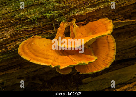 Schwefel Regal, aka Chicken-of-the-Woods, Laetiporus conifericola, wächst an einer verfallenden Log in den Hoh Regenwald entlang der Hoh River Trail im Olympischen Stockfoto