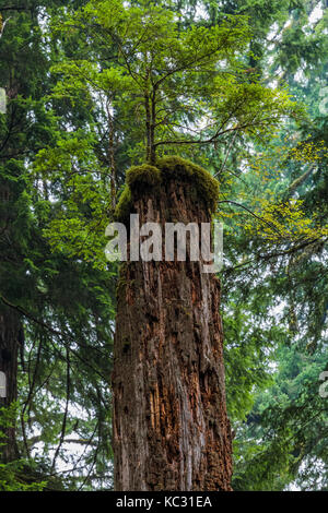 WESTERN Hemlock, Tsuga heterophylla, wächst auf toten Krankenschwester Baum, entlang Hoh River Trail zum Blue Glacier, Olympic National Park, Washington State, USA Stockfoto