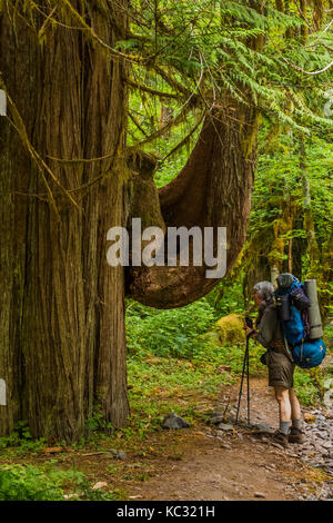 Karen Rentz mit riesigen westlichen RedCedar entlang Hoh River Trail zum Blue Glacier, Olympic National Park, Washington State, USA Stockfoto