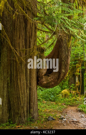 Westlicher Rotzederbaum entlang des Hoh River Trail zum Blue Glacier, Olympic National Park, Washington State, USA Stockfoto