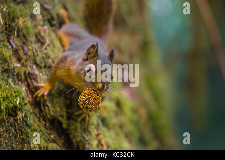 Chickaree, aka Douglas Eichhörnchen, Tamiasciurus maculata, Fütterung auf Samen aus einer Sitka Fichte, Picea sitchensis, Kegel in den Hoh Regenwald entlang der Stockfoto