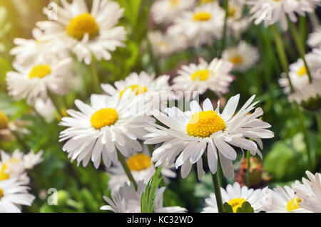 Blühende Blumen blühen Kamille Kamille. Stockfoto