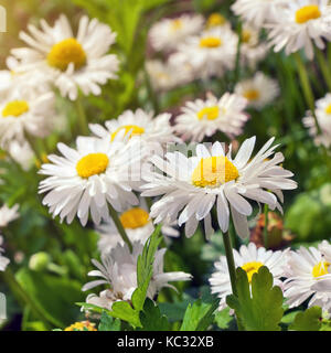 Blühende Blumen blühen Kamille Kamille. Stockfoto