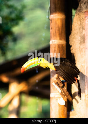 Blick auf toucano in den Bergen von Minca in Kolumbien Stockfoto