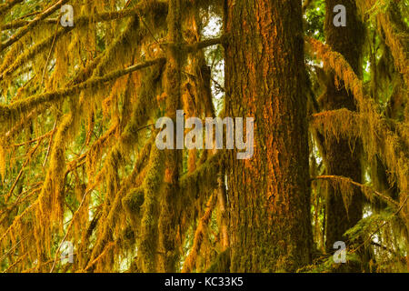 Hoh River Trail zum Blue Glacier, Olympic National Park, Washington State, USA Stockfoto