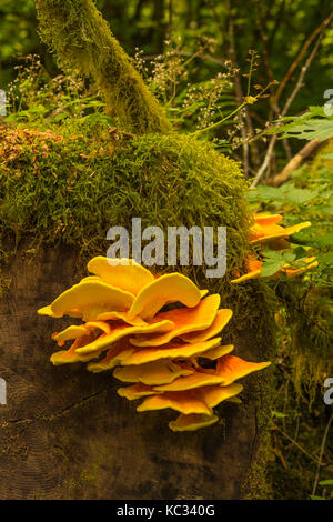 Chicken of the Woods Pilze entlang des Hoh River Trail zum Blue Glacier, Olympic National Park, Washington State, USA Stockfoto