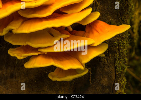 Chicken of the Woods Pilze entlang des Hoh River Trail zum Blue Glacier, Olympic National Park, Washington State, USA Stockfoto