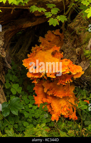 Schwefellandpilze entlang des Hoh River Trail zum Blue Glacier, Olympic National Park, Washington State, USA Stockfoto