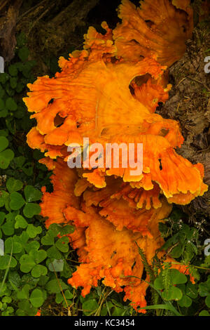 Schwefellandpilze entlang des Hoh River Trail zum Blue Glacier, Olympic National Park, Washington State, USA Stockfoto