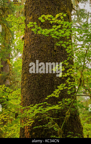 Große Sitka Fichte, Picea sitchensis, Baum in den Hoh Regenwald, mit Blätter des Weinstocks Ahorn, Acer circinatum, entlang der Hoh River Trail im Olympischen Stockfoto