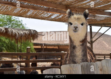 Alpaka Farm in Mitzpe Ramon Stockfoto