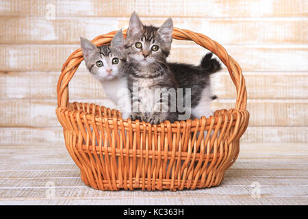 Zwei süße annehmbare Kätzchen im Korb Stockfoto