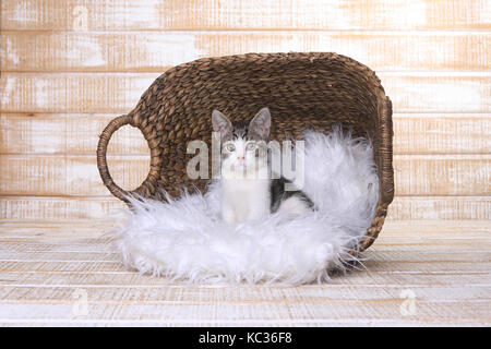 Cute kurze blonde Kätzchen mit großen Augen Stockfoto