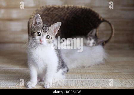 Zwei süße annehmbare Kätzchen im Korb Stockfoto