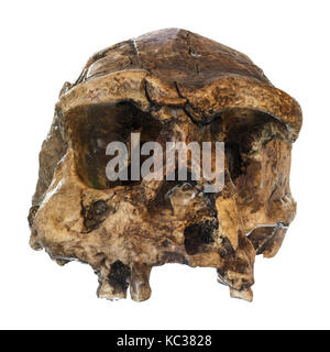 Homo erectus Schädel (Vorderansicht). 1969 Im Sangiran, Java, Indonesien entdeckt. Zu 1 Millionen Jahren datiert. Stockfoto