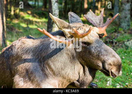 Elch stier schließen, während Sie in den Wald. Stockfoto