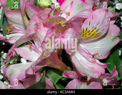 Rosa-weiße Lilie in einem Blumenstrauß close-up Stockfoto