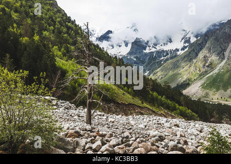 Dramatische Berglandschaft mit alten getrocknet Big Tree, Elbrus Region Stockfoto