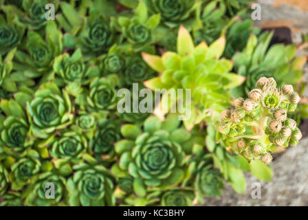 Blühende sempervivum und Knospen. sempervivum tectorum (gemeinsame Hauswurz) ist eine mehrjährige Pflanze der Gattung sempervivum ist als Zierpflanze verwendet. Stockfoto