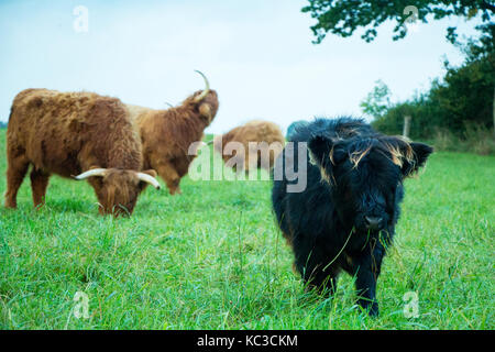 Scottish Highland Kühe auf der Wiese an einem bewölkten Tag. Stockfoto