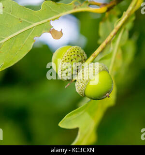 Zwei junge grüne Eicheln auf einem Zweig vor dem hintergrund der grünen Blättern. Stockfoto