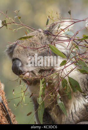 Schöne teenage Koala auf Eukalyptus Blätter naschen. Stockfoto