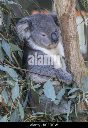 Koala erreichen für Eukalyptusblättern. Stockfoto