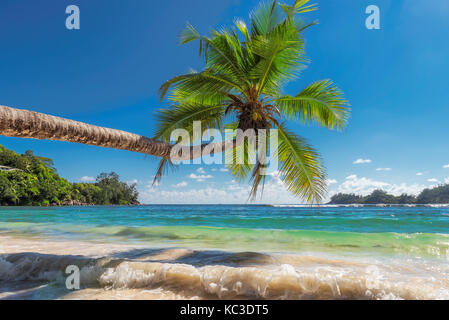 Die Palme an einem wunderschönen Strand. Stockfoto