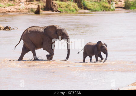 Afrikanischen Busch Elefant (Loxodonta africana) Herde Kreuzung seichten Fluss, Samburu National Reserve, Kenia, Ostafrika Stockfoto