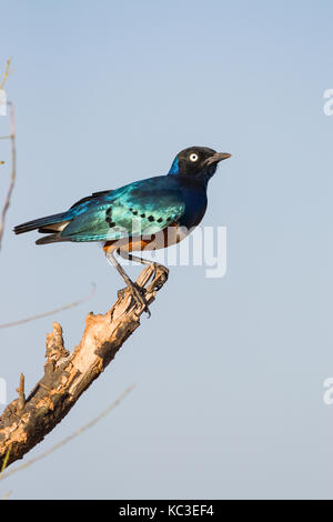 Ausgezeichnete starling (Lamprotornis superbus) auf Ast sitzend, Samburu National Game Park finden, Kenia, Ostafrika Stockfoto