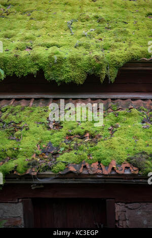 Moos wächst auf alten Fliesen Dach Stockfoto