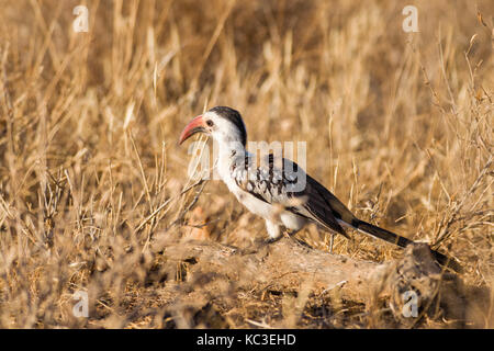 Northern Red-billed Hornbill (Tockus erythrorhynchus), Samburu National Reserve, Kenia, Ostafrika Stockfoto