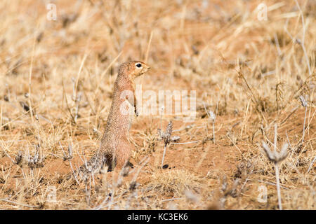 Unstriped Erdhörnchen (Xerus rutilus) stehen auf der hinteren Beine suchen, Samburu National Reserve, Kenia, Ostafrika Stockfoto