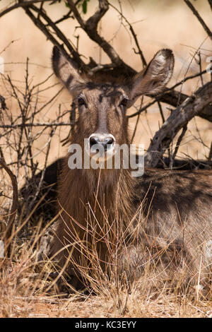 Weibliche Wasserböcke (Kobus ellipsiprymnus) im Schatten ausruhen, Samburu National Game Park finden, Kenia, Ostafrika Stockfoto