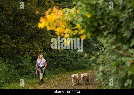 Eine Frau geht ihren Hunden in Thorndon Country Park in Brentwood, Essex. Stockfoto