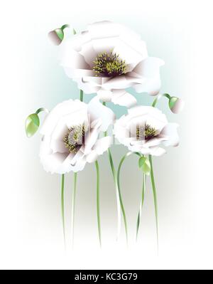 Schöne Mohnblumen mit Knospen auf hellen Hintergrund Stock Vektor