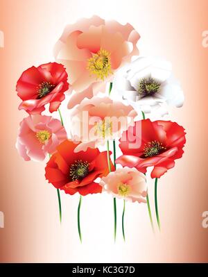 Schöne Mohnblumen mit Knospen auf hellen Hintergrund Stock Vektor