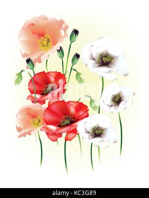 Schöne Mohnblumen mit Knospen auf hellen Hintergrund Stock Vektor