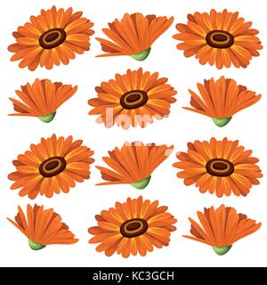 Vector Illustration Calendula Blumen auf weißem Hintergrund. Heilkräuter in Skizze Websiteseite Stil und Design der mobile app. Stock Vektor