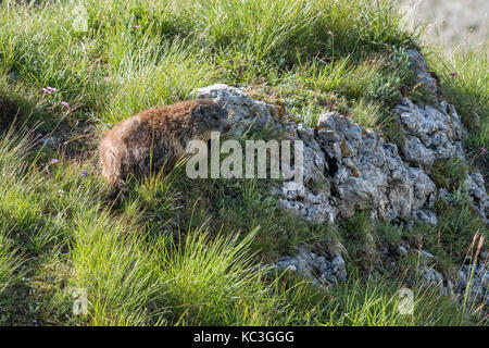 Die Dolomiten, Norditalien. Die Alpine Murmeltier (Marmota marmota) ist ein alltäglicher Anblick in den Bergen Stockfoto