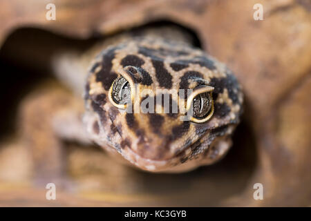 Leopardgecko (Eublepharis Macularius) Stockfoto